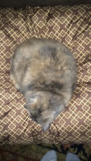 Cat on cushion