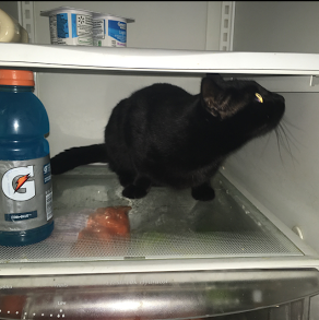 Zive in the fridge