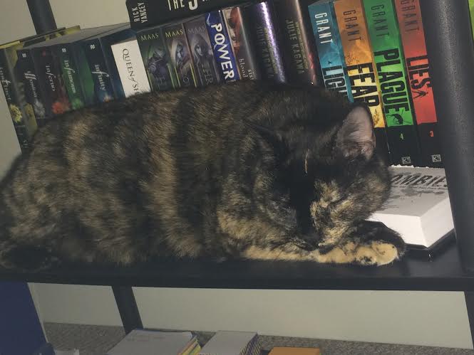Cat sleeping on shelf