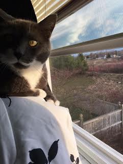 Tegan's cat at the window